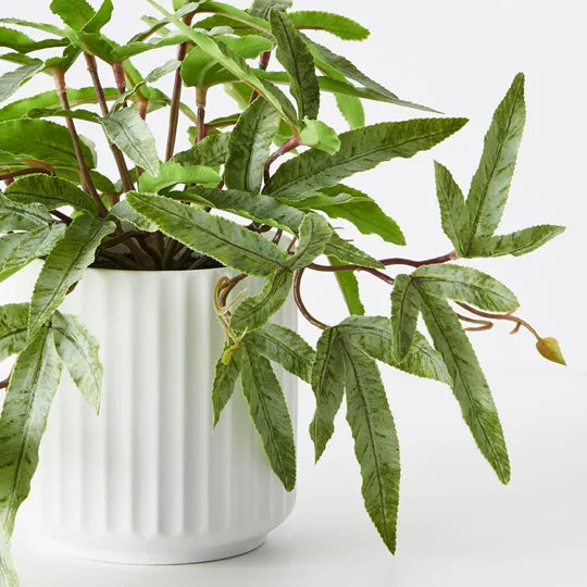 Fern Kangaroo Plant in Pot Green 21cm Pack of 4
