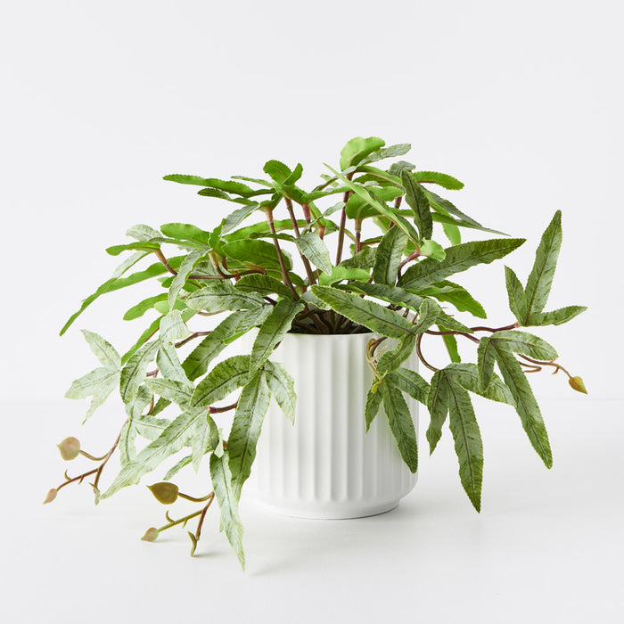 Fern Kangaroo Plant in Pot Green 21cm Pack of 4