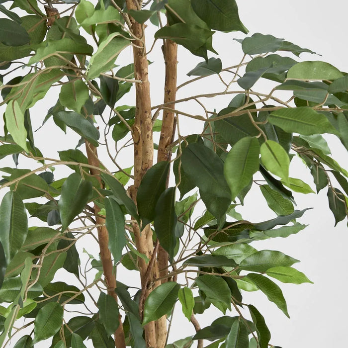 Ficus Tree 170cm