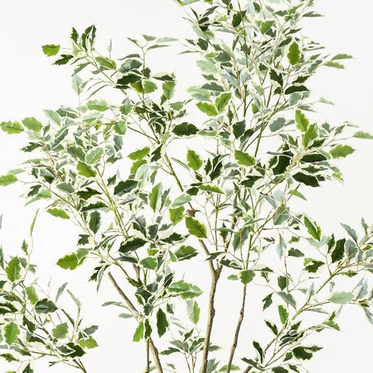 Ficus Tree Green Variegated 210cm