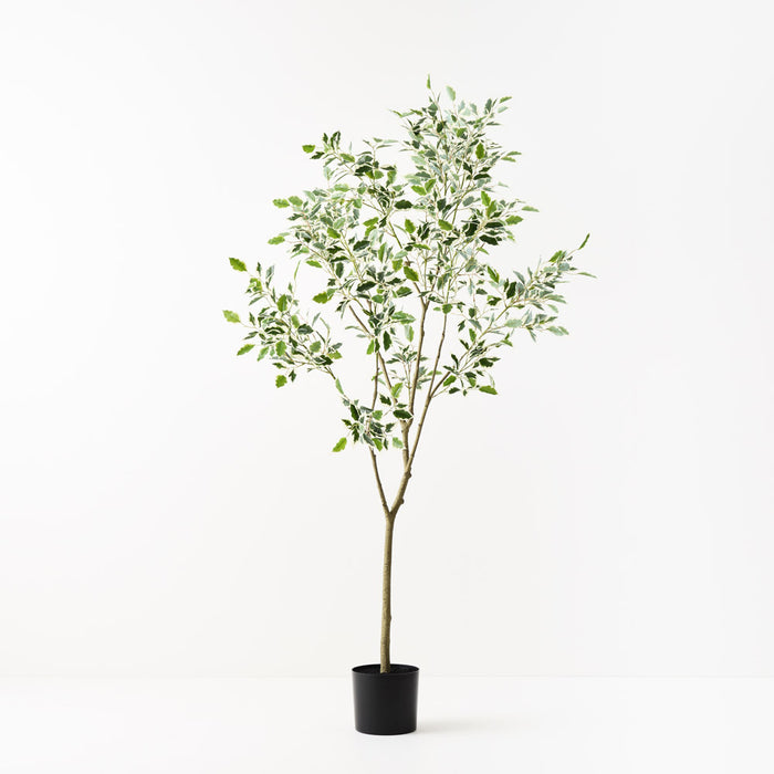 Ficus Tree Green Variegated 210cm