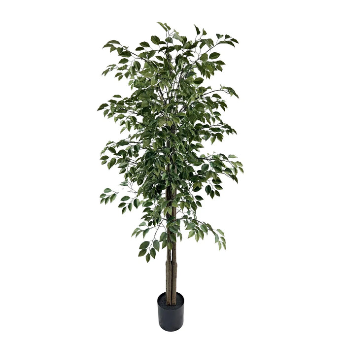 Ficus Tree UV Resistant Green 180cm