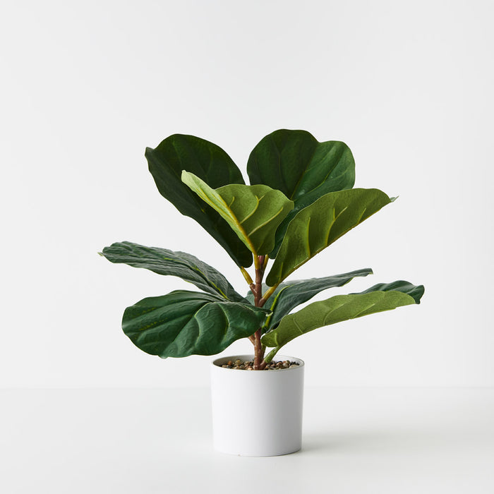 Fiddle Leaf Plant Green 33cm Pack of 4