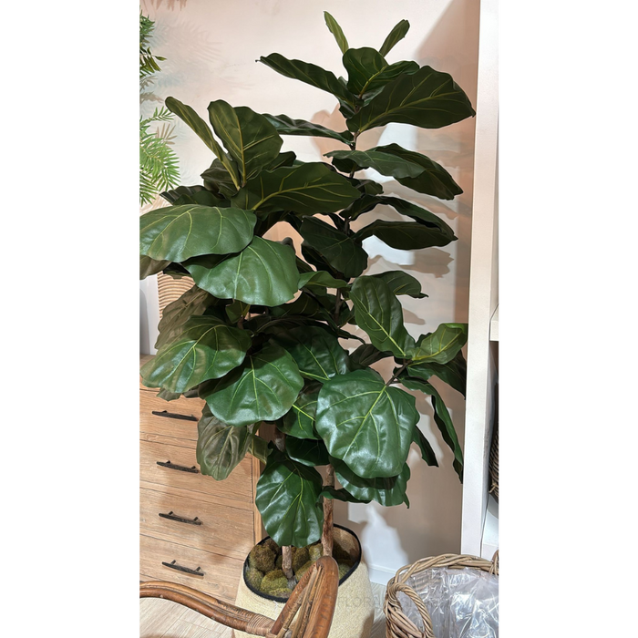 Fiddle Leaf Tree 190cm