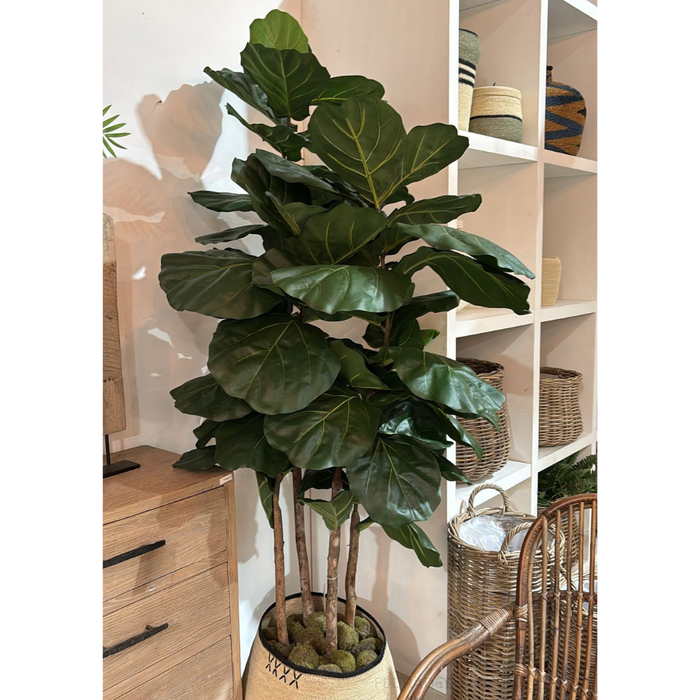 Fiddle Leaf Tree 190cm