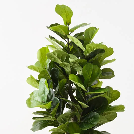Fiddle Leaf Tree Green 180cm