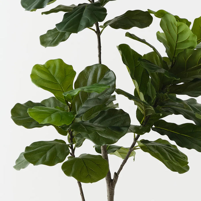 Fiddle Leaf Tree Green 180cm Pack of 2