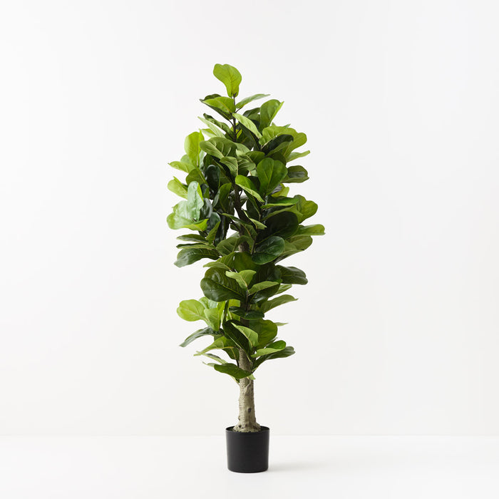Fiddle Leaf Tree Green 180cm