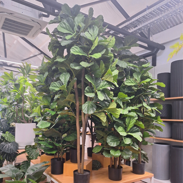 Fiddle Leaf Tree Green 153cm Pack of 2