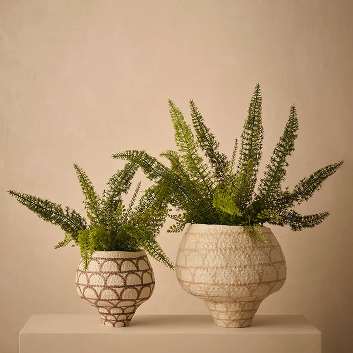 Foxtail Fern Plant 60cm Green