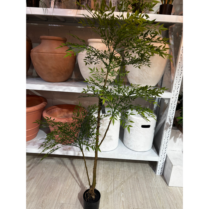 Green Nandina Tree 170cm
