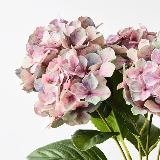 Hydrangea Bush Mauve Green 50cm Pack of 12