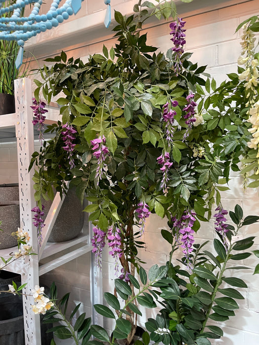 Wisteria Tree Purple 190cm