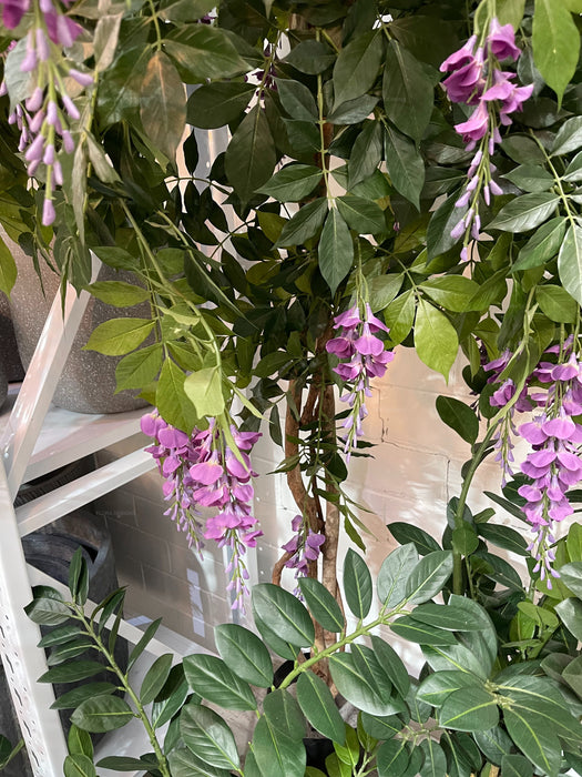 Wisteria Tree Purple 190cm