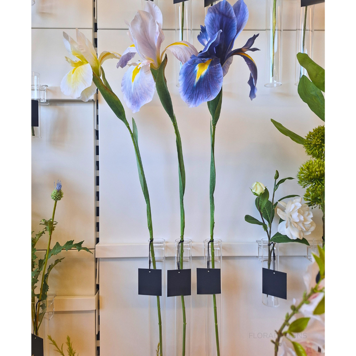 Iris Dutch Blue 78cm - Pack of 12