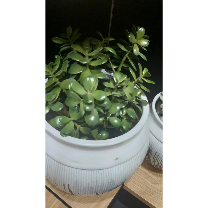 Jade Plant Green 36cm Set of 2