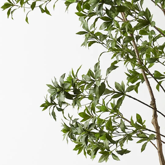 Japanese Andromeda Tree 290cm Green