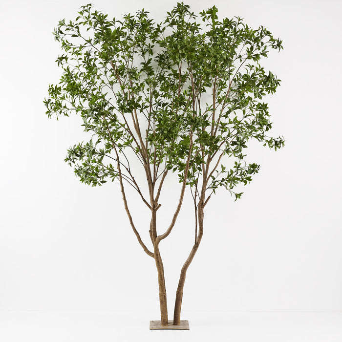 Japanese Andromeda Tree 290cm Green