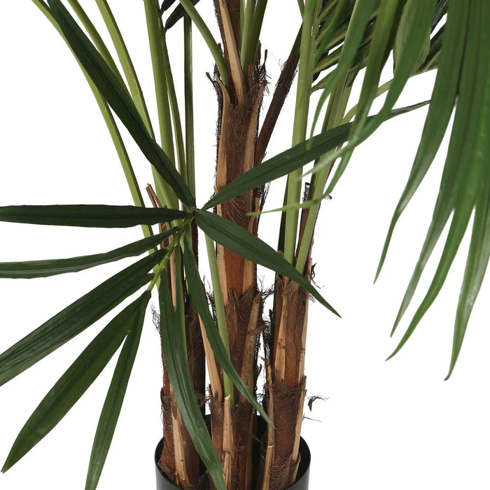 Kentia Palm Tree 250cm