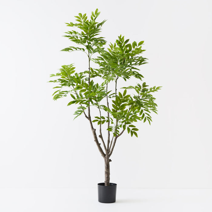 Lacquer Tree Green 190cm Pack of 2