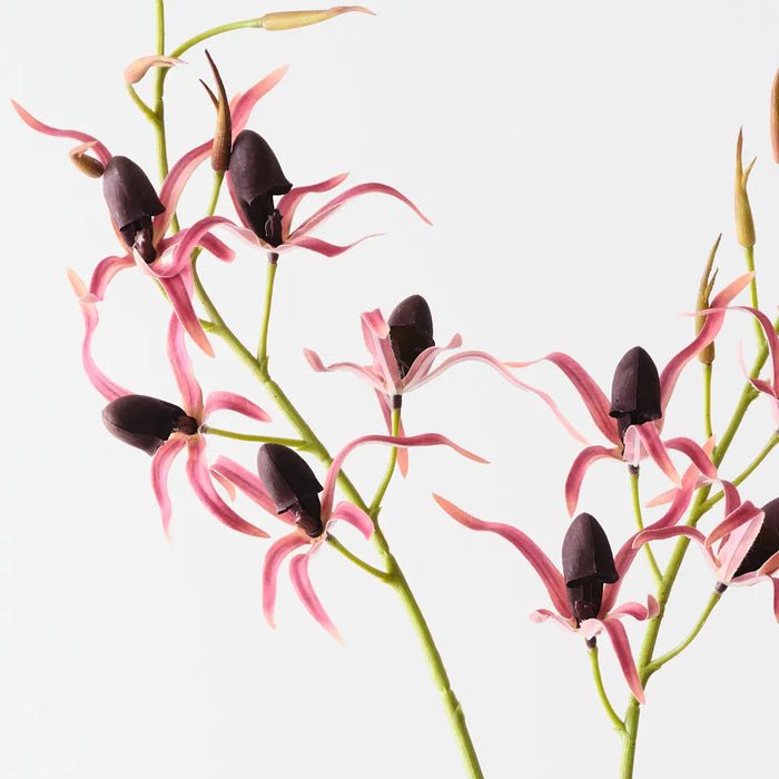 Lady Slipper Orchid Bush 75cm Burgundy Red Pack of 6