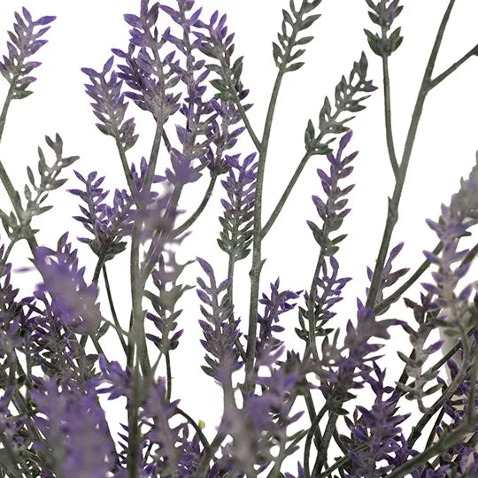 Lavender Bush Purple 36cm Pack of 12