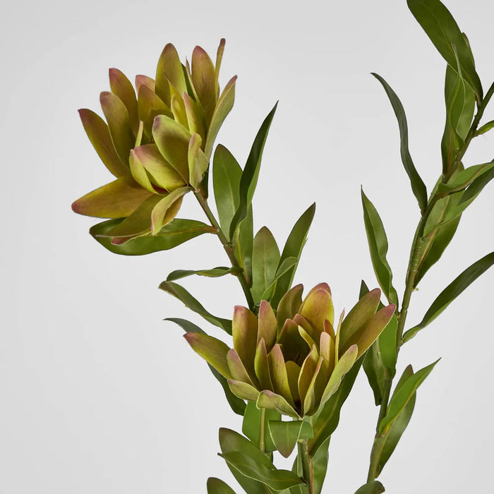 Leucadendron Spray 100cm Yellow Pack of 12
