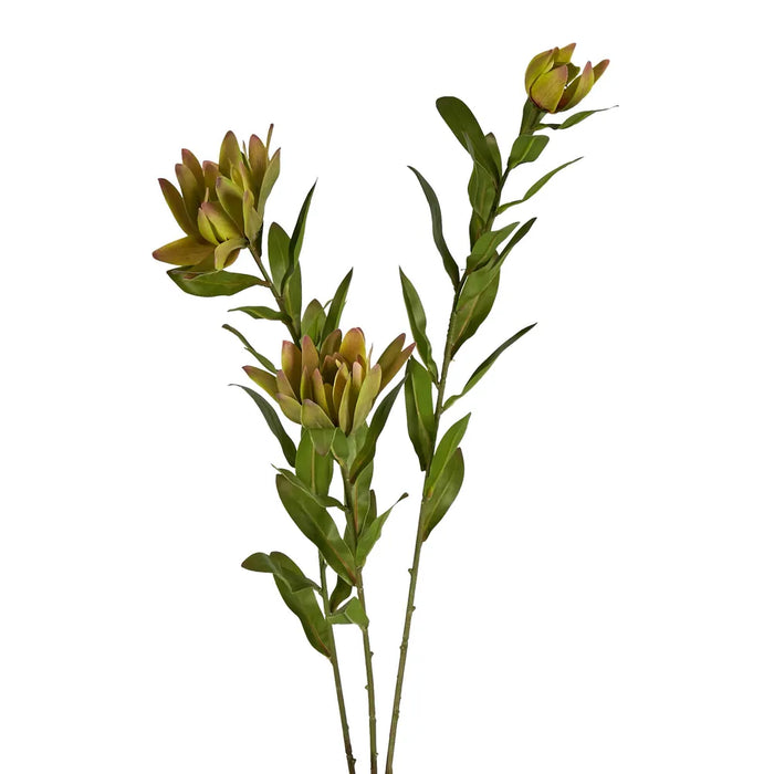 Leucadendron Spray 100cm Yellow Pack of 12