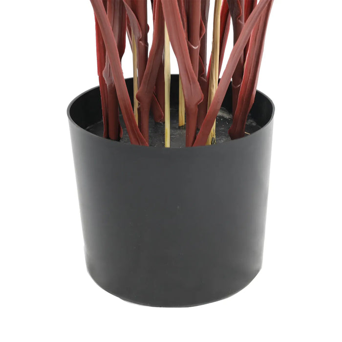 Long Grass Yucca in Pot 180cm Burgundy UV Resistant