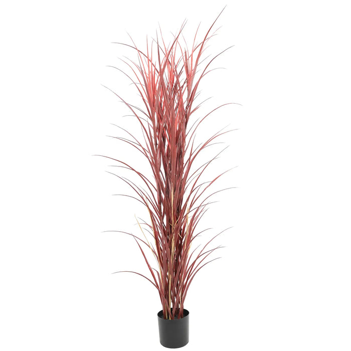 Long Grass Yucca in Pot 180cm Burgundy UV Resistant