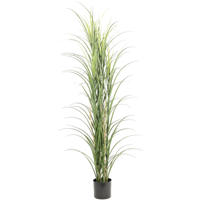 Long Grass Yucca in Pot 180cm Green UV Resistant