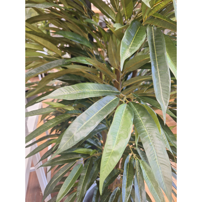Longifolia Tree 120cm Pack of 2