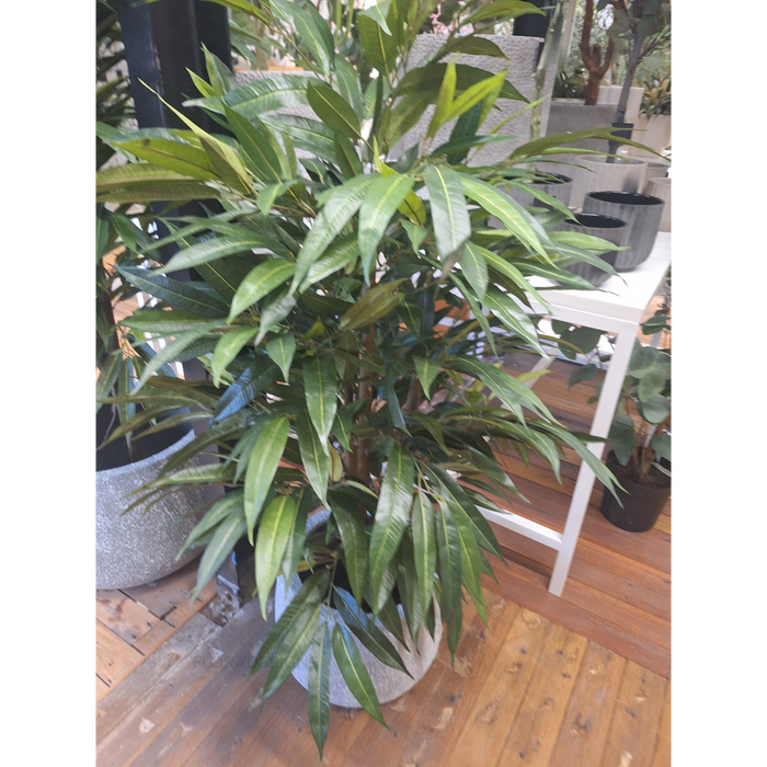 Longifolia Tree 120cm Pack of 2