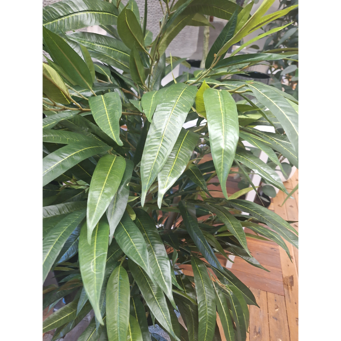 Longifolia Tree 120cm Pack of 2