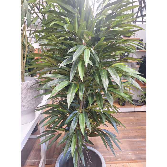 Longifolia Tree 120cm Pack of 2