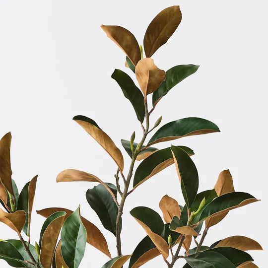 Magnolia Tree Green 120cm Pack of 2