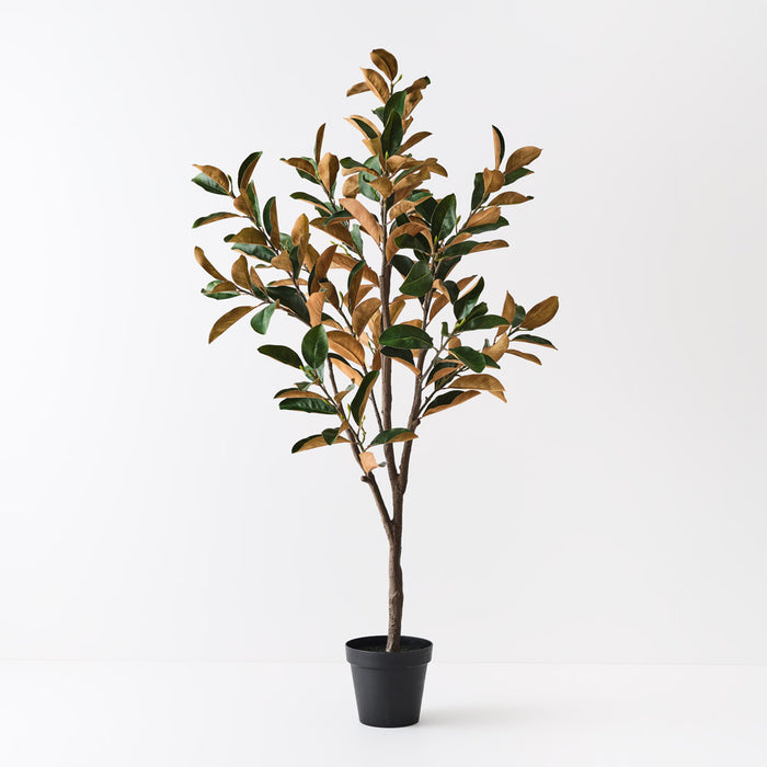 Magnolia Tree Green 180cm