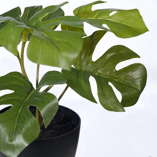 Monstera in Pot Green 15cm Pack of 12