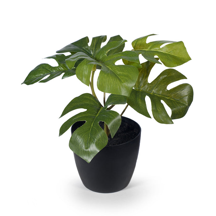 Monstera in Pot Green 15cm Pack of 12