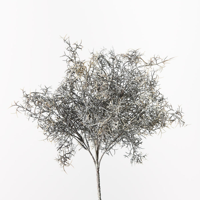Moss Spanish Bush Coffee 38cm Pack of 12