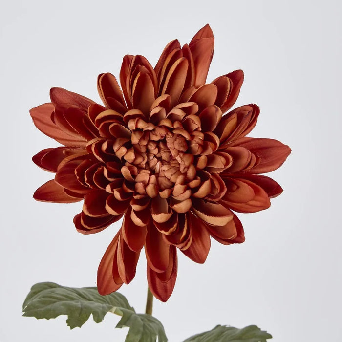Mum Stem 69cm Brown Pack of 12