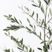 Olive Leaf Branch Green 180cm - Pack of 2