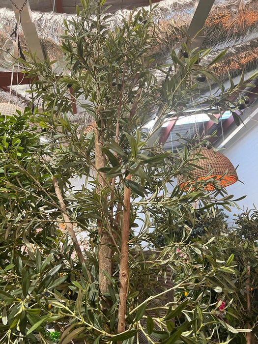 Olive Tree 170cm