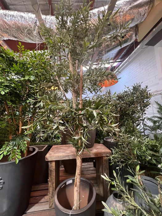 Olive Tree 170cm