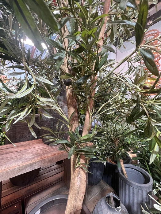 Olive Tree 170cm