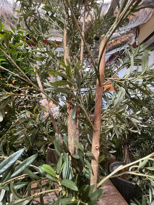 Olive Tree 170cm