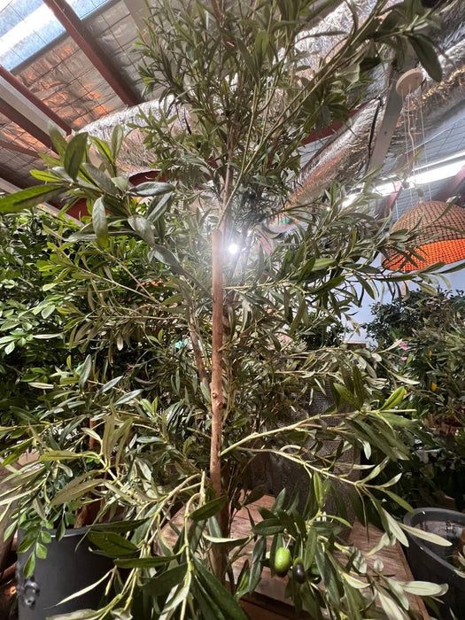 Olive Tree 170cm