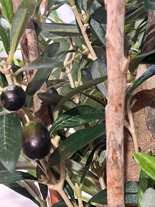 Olive Tree 170cm