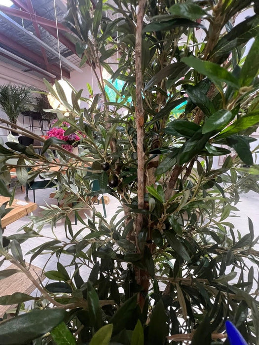 Olive Tree 240cm