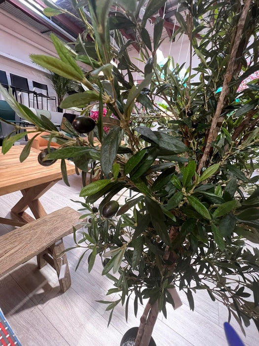 Olive Tree 240cm
